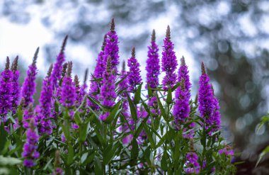 Mor çiçekli çalı, Bokeh ile sanatsal bulanıklık arka plan.