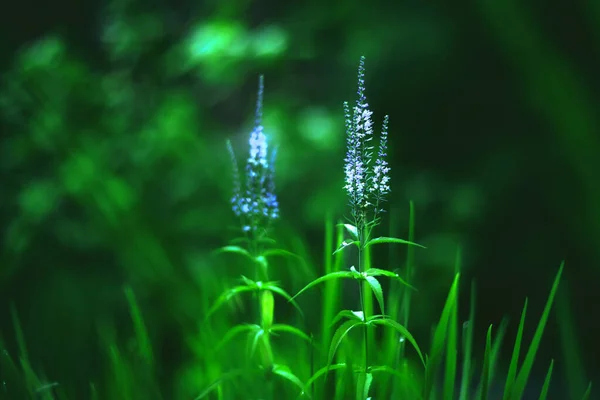 Kék Virágok Kertben Háttér Művészi Elmosódás Bokeh — Stock Fotó