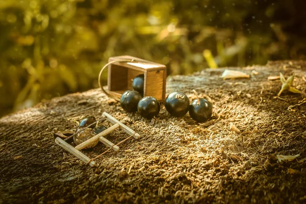 Black Berries Garden Sawn Saw Background Artistic Blur Bokeh Macro — Stock Photo, Image