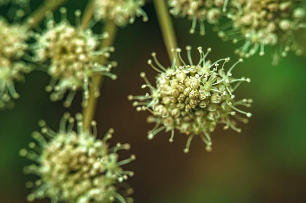 Bahçede Coronavirus çiçeği.