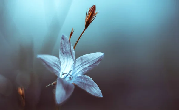 Weiße Glockenblume Auf Schönem Blauen Hintergrund Makrofotografie Mit Künstlerischer Hintergrundunschärfe — Stockfoto