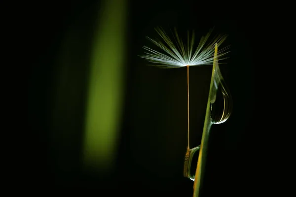 Paraquedas Dente Leão Com Uma Gota Água Uma Lâmina Grama — Fotografia de Stock