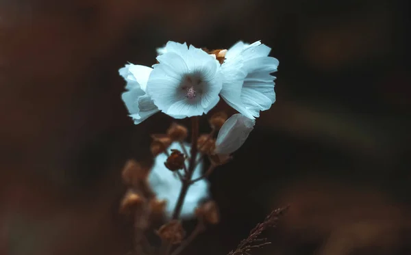 Biały Kwiat Brutalnym Ciemnym Tle — Zdjęcie stockowe