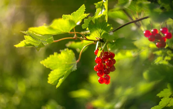 Bär Röda Vinbär Hängande Bush Gröna Blad — Stockfoto