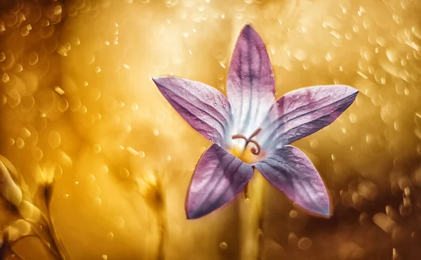 Lila Glockenblume Auf Gelbem Hintergrund Künstlerisch Verschwommen Mit Bokeh — Stockfoto