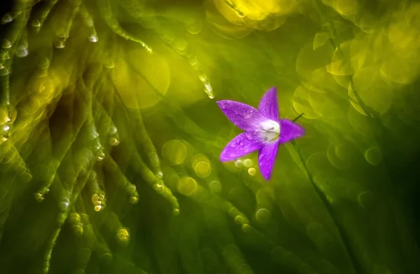 Fiore Rosa Con Bokeh Artistico Nell Erba Verde Giardino — Foto Stock