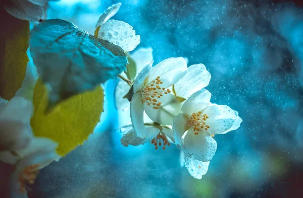 Fehér Cseresznyevirág Kék Hideg Háttérrel Művészi Bokeh — Stock Fotó