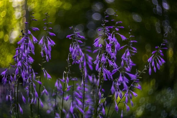Purple Bush Ospita Nel Giardino Bokeh — Foto Stock