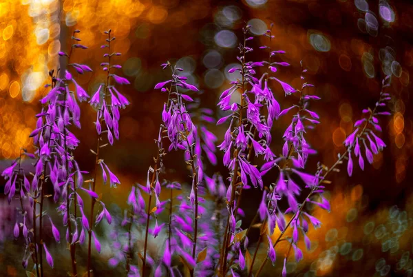 Purple Bush Ospita Nel Giardino — Foto Stock