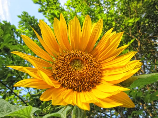 Una Gran Flor Girasol Amarilla Como Sol Brillante Con Rayos — Foto de Stock