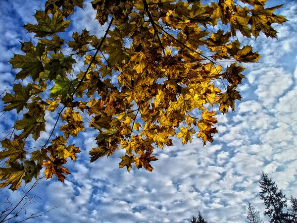 Primavera Folhas Bordo Contra Céu Azul Com Nuvens — Fotografia de Stock