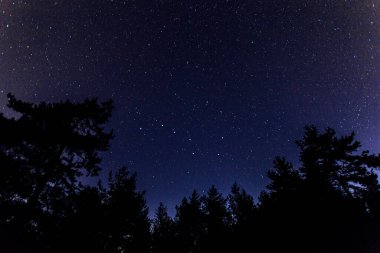 Gece gökyüzü ağaçların sınırlarında yıldızlarla dolu.