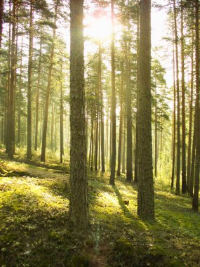 Sabah çam ormanında