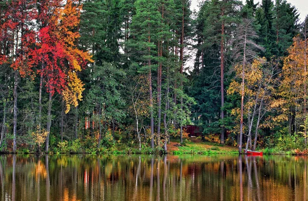 Autumn Fir Trees Colorful Leaves Lake — Stock Photo, Image