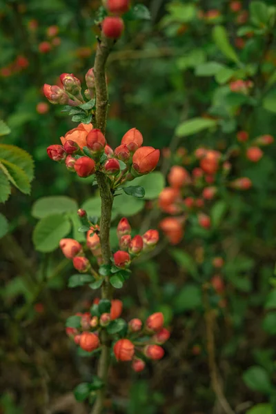 Röda Rosen Rosenknoppar Som Ännu Inte Blommat Trädgården Vårträdgård — Stockfoto