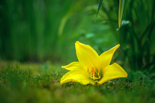 Lys Jaune Fleur Sur Herbe Dans Jardin Près Des Buissons — Photo