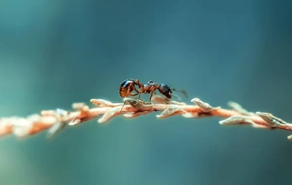Κόκκινο Μυρμήγκι Σέρνεται Μια Στεγνή Λεπίδα Του Χόρτου Μπλε Φόντο — Φωτογραφία Αρχείου