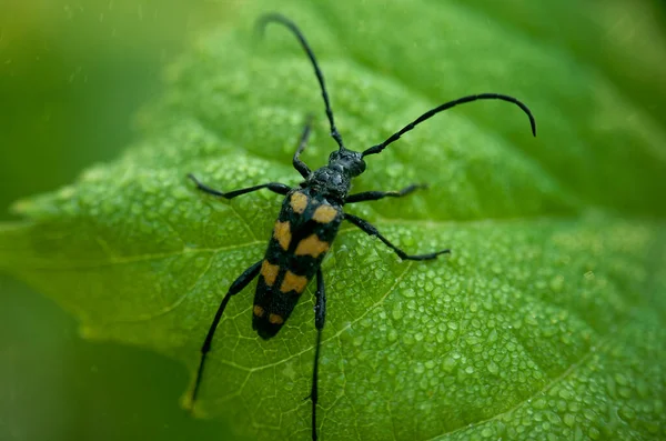 Ein Schwarzer Käfer Mit Langen Schnurrhaaren Auf Einem Grasblatt Regentropfen — Stockfoto