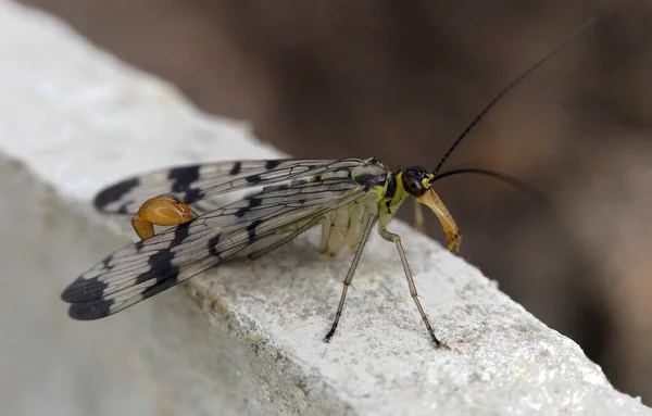 Eine Skorpionsfliege Mit Schwarzen Flecken Auf Ihren Flügel Makrophotography — Stockfoto