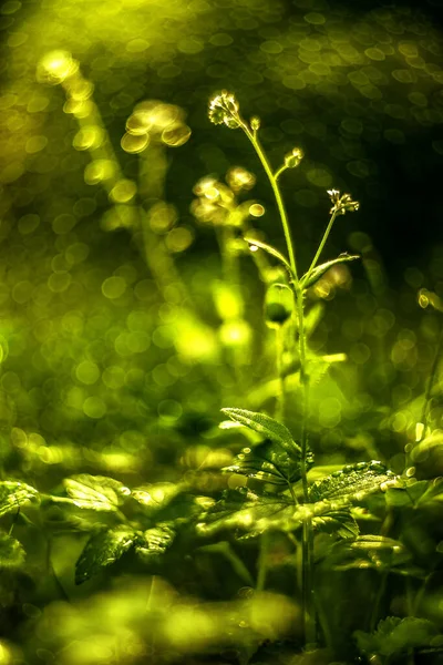Green Stalk Grass Artistic Blur Bokeh — Stock Photo, Image