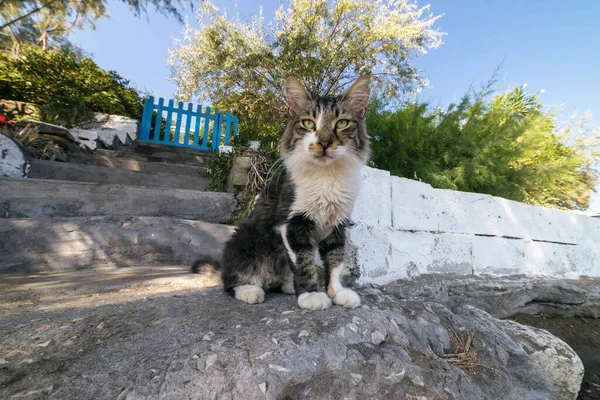 Řecká Šedobílá Kočka Sedící Skále Domu Dívající Kamery Modrý Plot — Stock fotografie