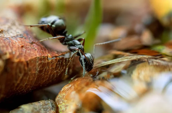 Una Enorme Hormiga Negra Está Bebiendo Agua Lluvia Macrofotografía — Foto de Stock