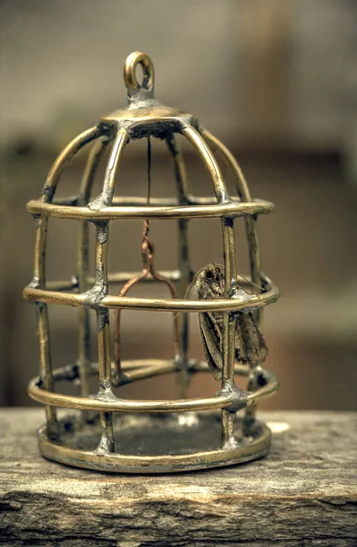 Night Moth Sits Brass Cage — Stock Photo, Image
