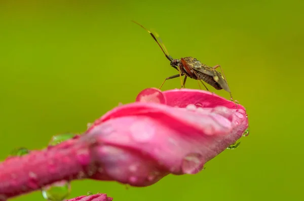 Besouro Senta Uma Flor Rosebud Orvalho Fundo Verde — Fotografia de Stock