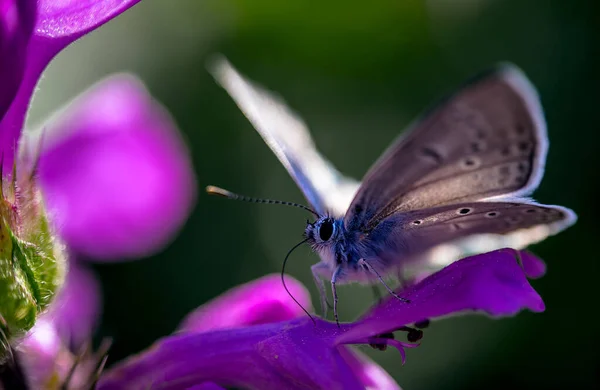 Una Hermosa Mariposa Púrpura Una Flor Recoge Nectar Artistic Fondo — Foto de Stock