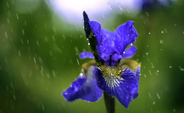 庭の雨の中で青い虹彩の花 — ストック写真