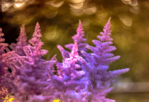 Fiore Astilbe Viola Nel Giardino — Foto Stock