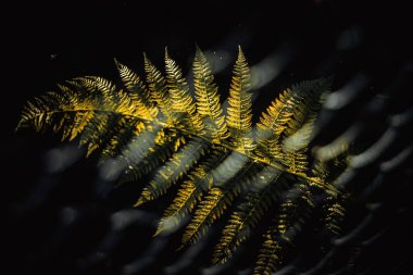 Sarı eğrelti otu yaprağı, gün batımı ışığında siyah bir arkaplanda.