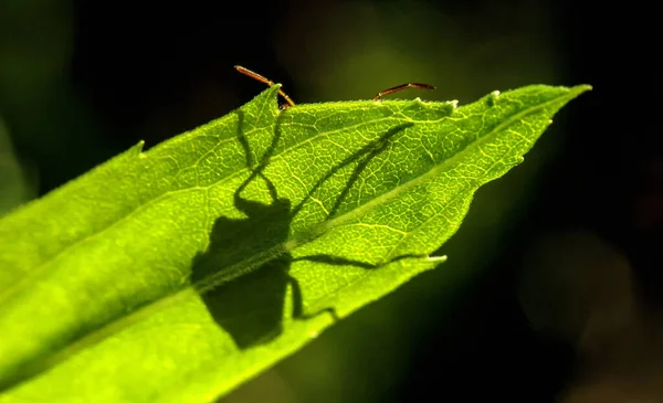 Besouro Escondeu Atrás Uma Folha Verde Jardim Apenas Seus Bigodes — Fotografia de Stock