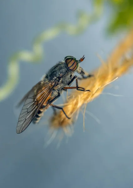 Macrofotografia Uma Mosca Sentada Uma Corda — Fotografia de Stock