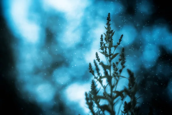 Stelo Fiore Con Boccioli Uno Sfondo Blu Freddo Giardino — Foto Stock