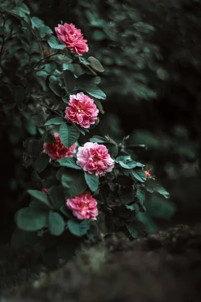 Rózsaszín Bush Rózsaszín Virágokkal Sötét Háttér Kertben — Stock Fotó