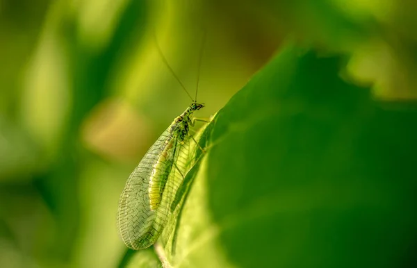 Зеленый Золотой Глаз Сидит Листке Травы Chrysopidae Лет Neuroptera — стоковое фото