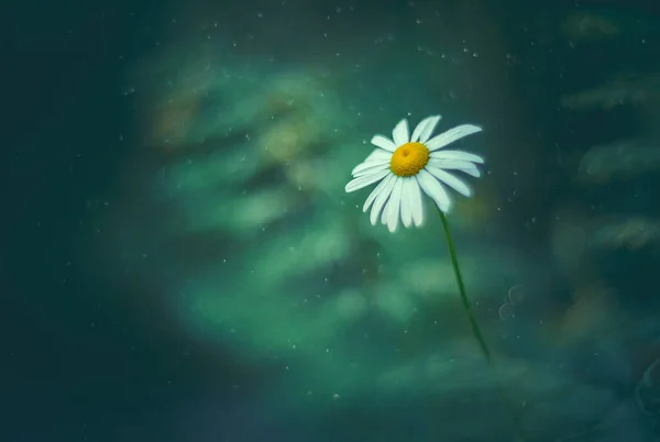 White Daisy on a blue cold background in raindrops