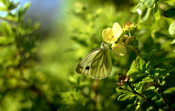 Mariposa Col Verde Una Flor Jardín — Foto de Stock
