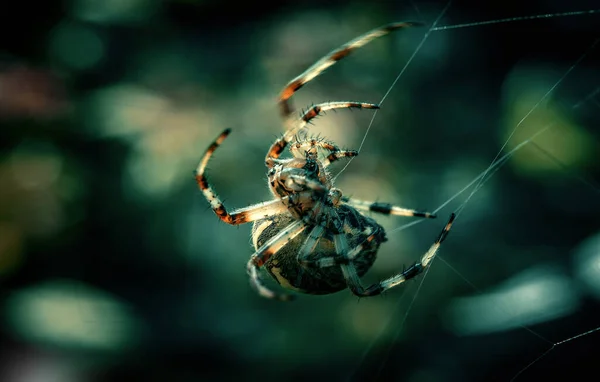 Een Grote Dikke Witte Spin Weeft Een Web Een Blauwe — Stockfoto