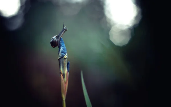 Caracol Jardín Sienta Punta Color Azul Alcanza Cielo — Foto de Stock