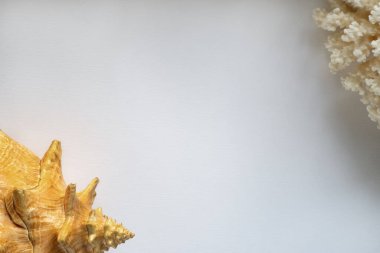 Beyaz arka planda deniz kabuğu ve beyaz mercan. Fotoğraf için boş alan.