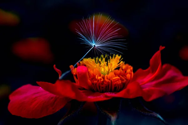 Mag Egy Pitypang Feküdt Egy Piros Virág Sötét Háttér Közelkép — Stock Fotó