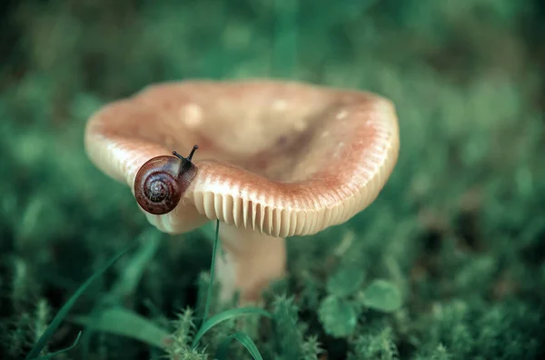 Escargot Carapace Brune Est Assis Sur Grand Champignon Dans Herbe — Photo