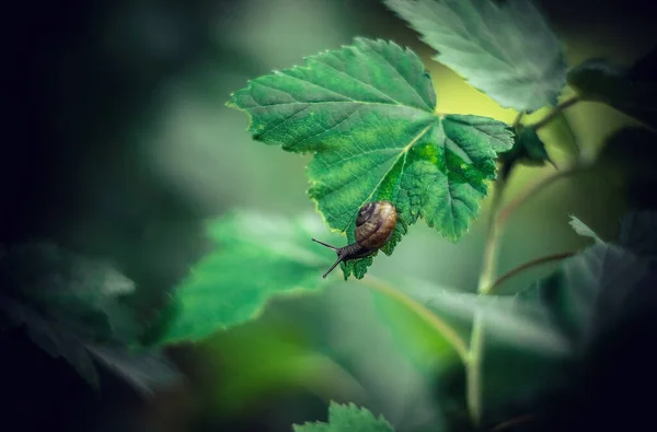 Caracol Jardín Sienta Jardín Sobre Una Hoja Verde Grosella Negra — Foto de Stock