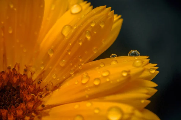 Gouttes Sur Une Fleur Jaune Dans Jardin — Photo