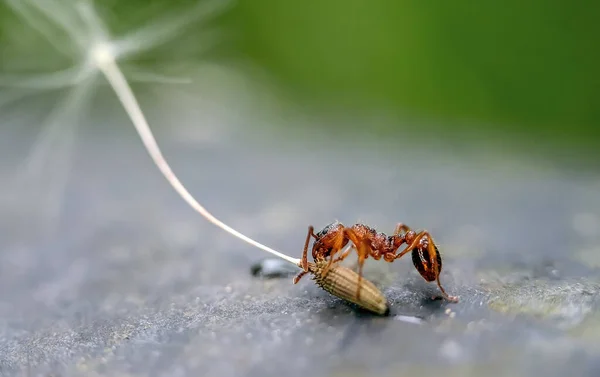Eine Kleine Rote Ameise Die Den Saft Aus Einem Löwenzahnkorn — Stockfoto