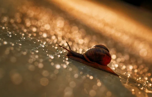 在雨滴和夕阳西下 褐色蜗牛爬在塑料膜上 — 图库照片