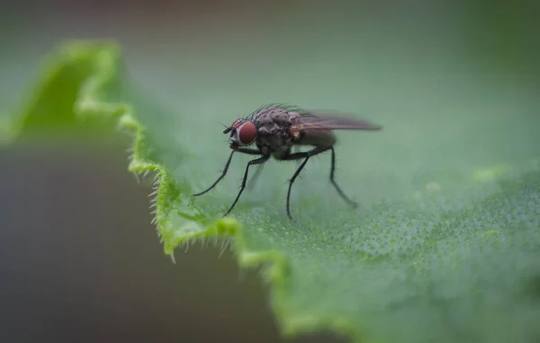 Uma Mosca Jardim Senta Uma Folha Verde Jardim — Fotografia de Stock