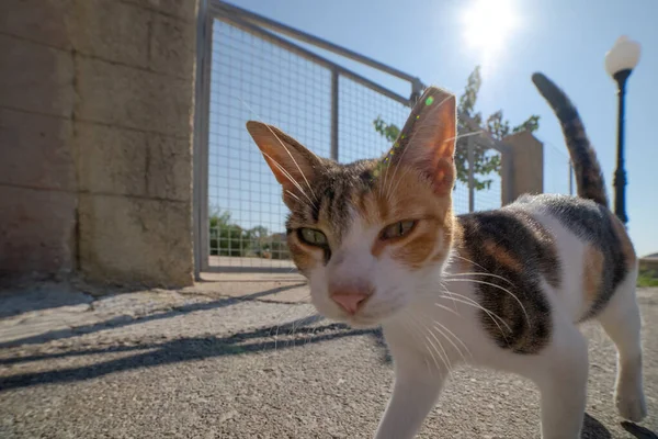 Kotě Slzami Očích Kráčí Cestě — Stock fotografie